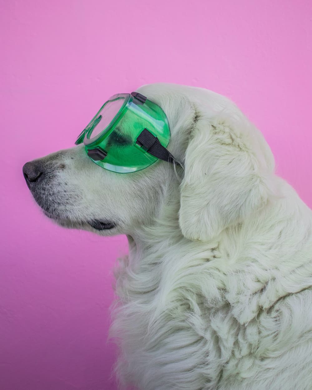 VetBo Hero Image (Cool dog)